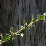 Ribes velutinum Hábitos