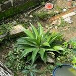 Agave demeesteriana Leht