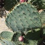 Opuntia phaeacantha 樹皮