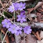 Hepatica nobilisFlower