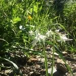 Allium pendulinum फूल