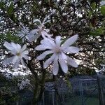 Magnolia stellata Kukka