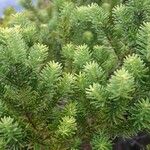 Podocarpus gnidioides Характер