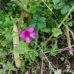 Oxalis brasiliensis