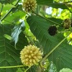 Mitragyna speciosa Otro