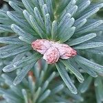 Abies homolepis Fruit