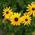 Rudbeckia fulgida Fiore