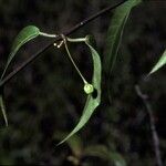 Blepharodon pictum Fruct