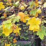 Fremontodendron mexicanum Flor