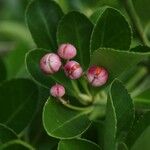 Euonymus japonicus Fruct