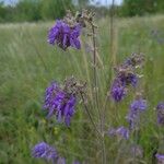 Salvia nutans Floare