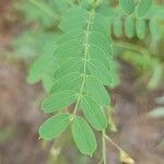 Sesbania vesicaria Leaf