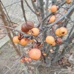 Malus × floribunda फल