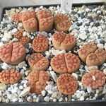 Lithops karasmontana Leaf