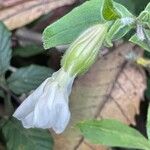 Silene noctiflora Virág