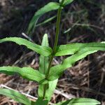 Penstemon arkansanus Elinympäristö