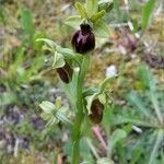 Ophrys aranifera Інше