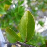 Embelia angustifolia Leaf