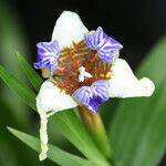 Trimezia northiana Flower