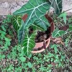 Alocasia sanderiana Blad