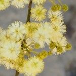 Acacia victoriae Květ