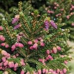 Picea orientalis Λουλούδι