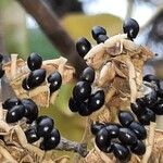 Tetradium daniellii Fruit