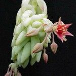 Sedum morganianum Blüte