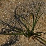 Carex arenaria Foglia