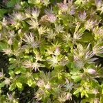 Sedum glaucophyllum Flower