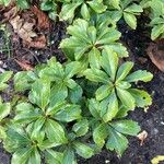 Pachysandra terminalis Leaf