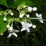 Volkameria ligustrina Flower