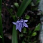 Scilla siberica Blüte
