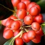 Ilex aquifoliumVaisius