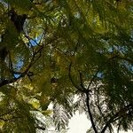 Jacaranda mimosifolia Folla