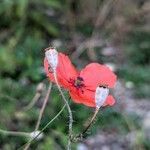 Papaver dubium 果實