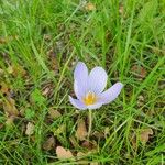 Crocus pulchellusKwiat