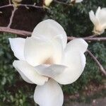 Magnolia x soulangeana Άλλα