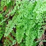 Adiantum capillus-veneris Leaf