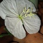 Oenothera neomexicana Flower