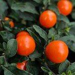 Solanum pseudocapsicum Frucht