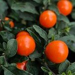 Solanum pseudocapsicum Плід