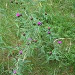 Centaurea decipiens Natur