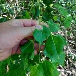 Amyris elemifera Feuille