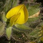 Ononis pubescens Flower