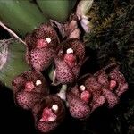 Peristeria guttata 花