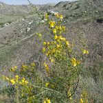 Keckiella antirrhinoides Агульны выгляд