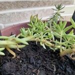 Sedum mexicanum Blad