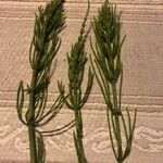 Equisetum arvenseЛист