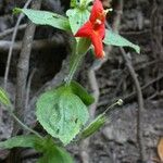 Mimulus cardinalis Hábito